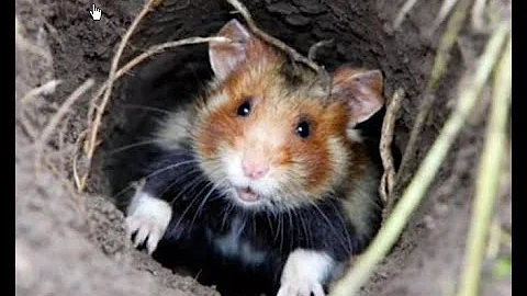 Какие животные впадают в спячку зимой?🐻🦝🐹🦔🐍