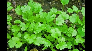 Kothamalli chedi valarpu (100% WORKING) Grow Coriander plant Veetu Maadi thottam terrace garden idea