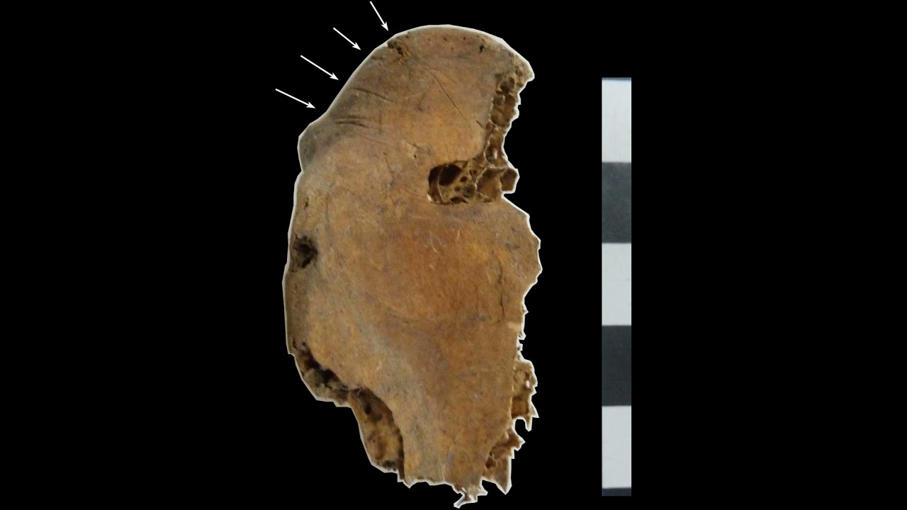 The Last Feast of the Bustards: Ritual, Memory, and the Decline of a Giant Bird