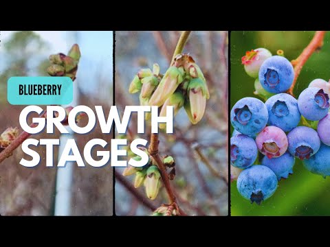 AA Berry Farm | The Blueberry Barnの動画サムネイル