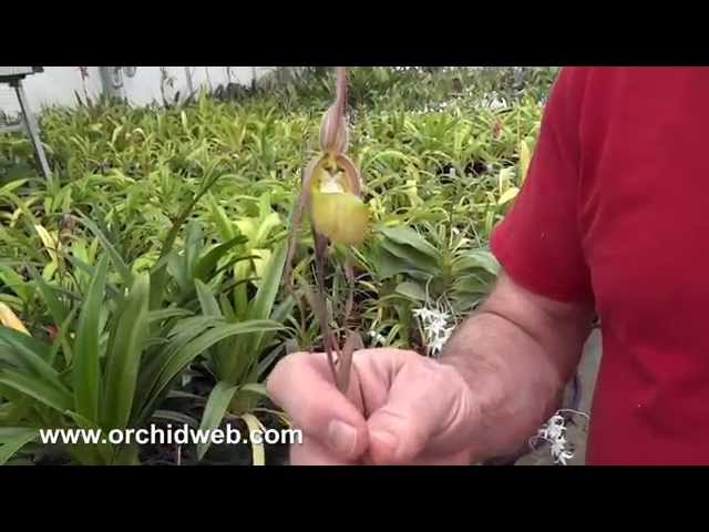 OrchidWeb - Phragmipedium klotzscheanum class=
