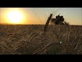 Уборка Озимой Пшеницы «Лира Одесская» 2021