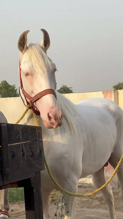 Stud Horse Ready for Service  Strong and Beautiful Stallion – Mating Ready