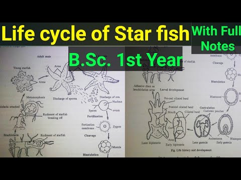 Life Cycle Of Star Fish