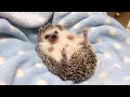 可愛い動物の癒し動画