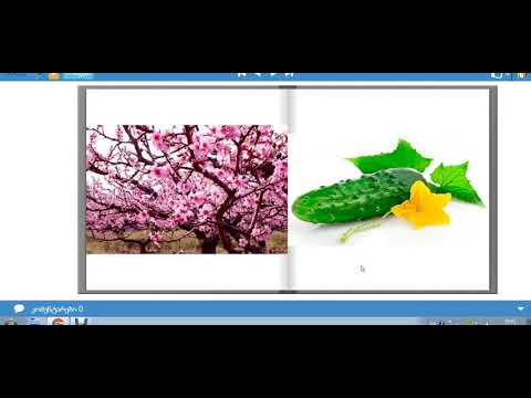 ყვავილი