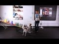 How to Teach Your Dog to Open a Door | Dog Tricks How to Teach Your Dog to Open a Door | Dog Tricks