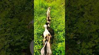 they are too much❤️ Local goat of Nepal..goatfarming needsupportguys subscribe pl..???❤️