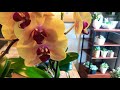 🥀ORQUÍDEAS EL MEJOR SECRETÓ PARA LOGRAR FLORECER a tus Orquídea en abundancia 🥀🥀