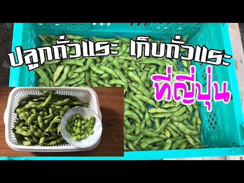 วิธีปลูกถั่วแระ จนถึงเก็บผลผลิตของถั่วแระ 28/06/2018