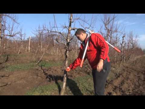 Rezidba breskve nektarine - Kolari