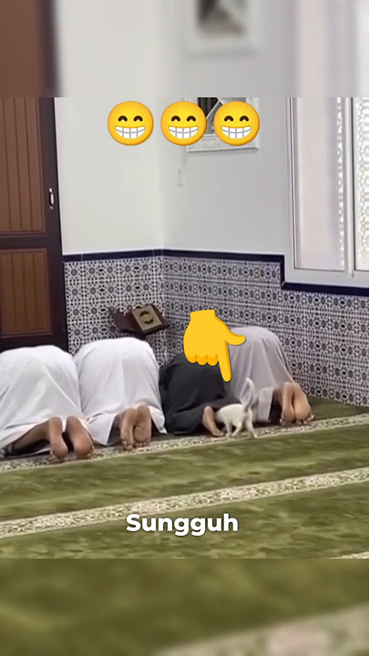 Kucing Masuk ke Dalam Sarung Saat Sholat! #kucinglucu #viral #sholat #kucing #shorts #hewanlucu