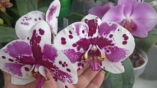 Мои красотки - орхидеи в марте!