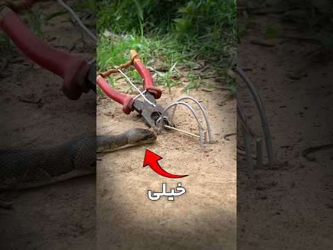 این بهترین روش برای گرفتن مار