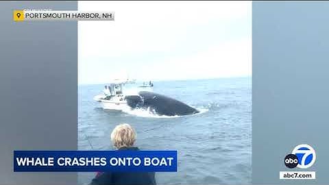Whale slams into boat and sends 2 people overboard