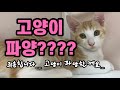 (전지적 캣맘의 남편시점)#14.파양과 묘연사이 | 지금껏 이런 고양이 드라마는 없었다| 한번보면 정주행 시간순삭 마성의 시리즈