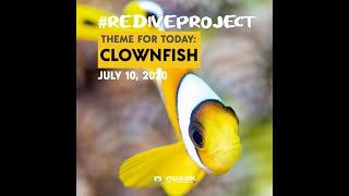 Tips for Shooting Clownfish Underwater