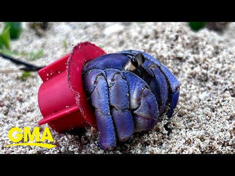 Photographer saves hermit crabs living in ‘beach trash homes’, sparks global support l GMA
