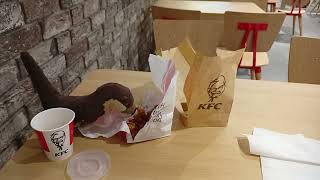 Hot wings for otter Marlenka at KFC Leipzig Main Station