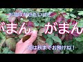 「基本的なバラの育て方」　四季咲き「あゆみ」編を村上敏が解説