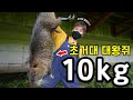 10KG 초거대 대왕쥐! 뉴트리아를 잡았습니다! 생태계 교란종 Catch Giant Mouse Nutria