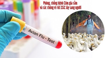 CÔNG ĐIỆN KHẨN PHÒNG CHỐNG LÂY NHIỄM CÚM GIA CẦM SANG NGƯỜI | VTC16