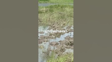 นกเป็ดป่าลงนาข้าว#shorts