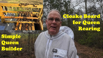 Queen Rearing in Small Scale Beekeeping | Using my Cloake Board