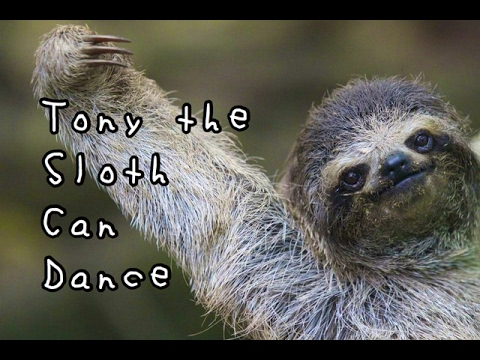 Tony The Sloth Can Dance - Children's Bedtime Story/Meditation