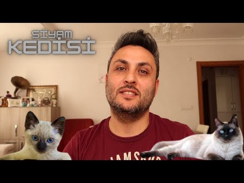 SIYAM KEDİSİNİN BAKIMI VE ÖZELLİKLERİ