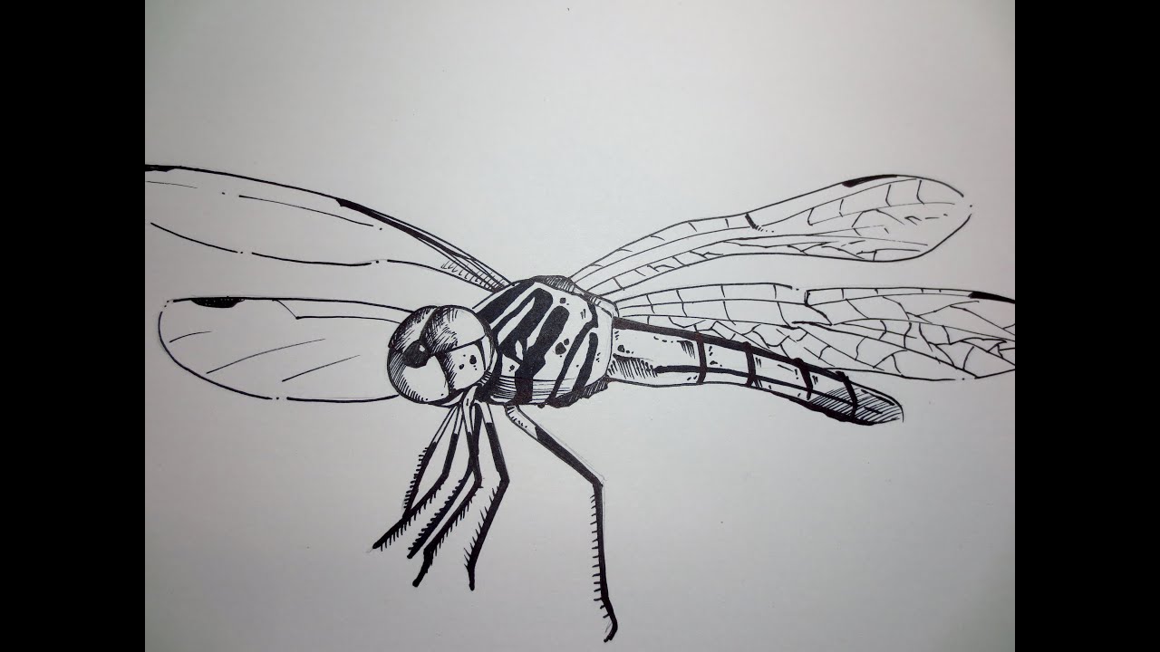 How To Draw A Dragonfly - YouTube