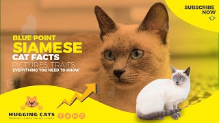 Blue Point Siamese Cat Facts - All You Need To Know About This Beautiful Breed! by Hugging Cats 1,286 views 1 year ago 12 minutes, 17 seconds