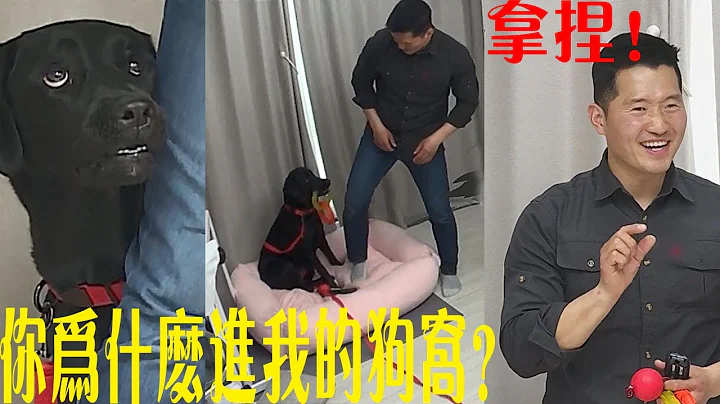 拉布拉多犬瘋狂攻擊主人，訓犬師指出主人就像詐騙團夥，不被咬才真的出了問題！ - 天天要聞