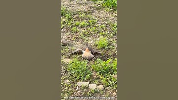 Don’t Try to Rescue This ‘Injured’ Bird