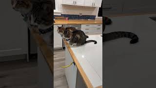 Matching Cats #cats