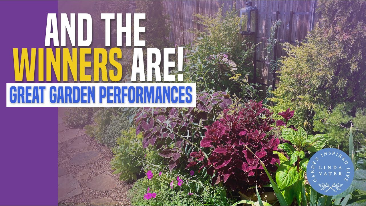 A Few Plants Who Love the Heat! YouTube