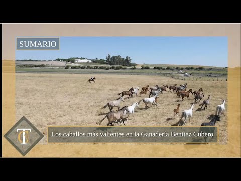 Caballos y toros de la ganadería sevillana Benítez Cubero