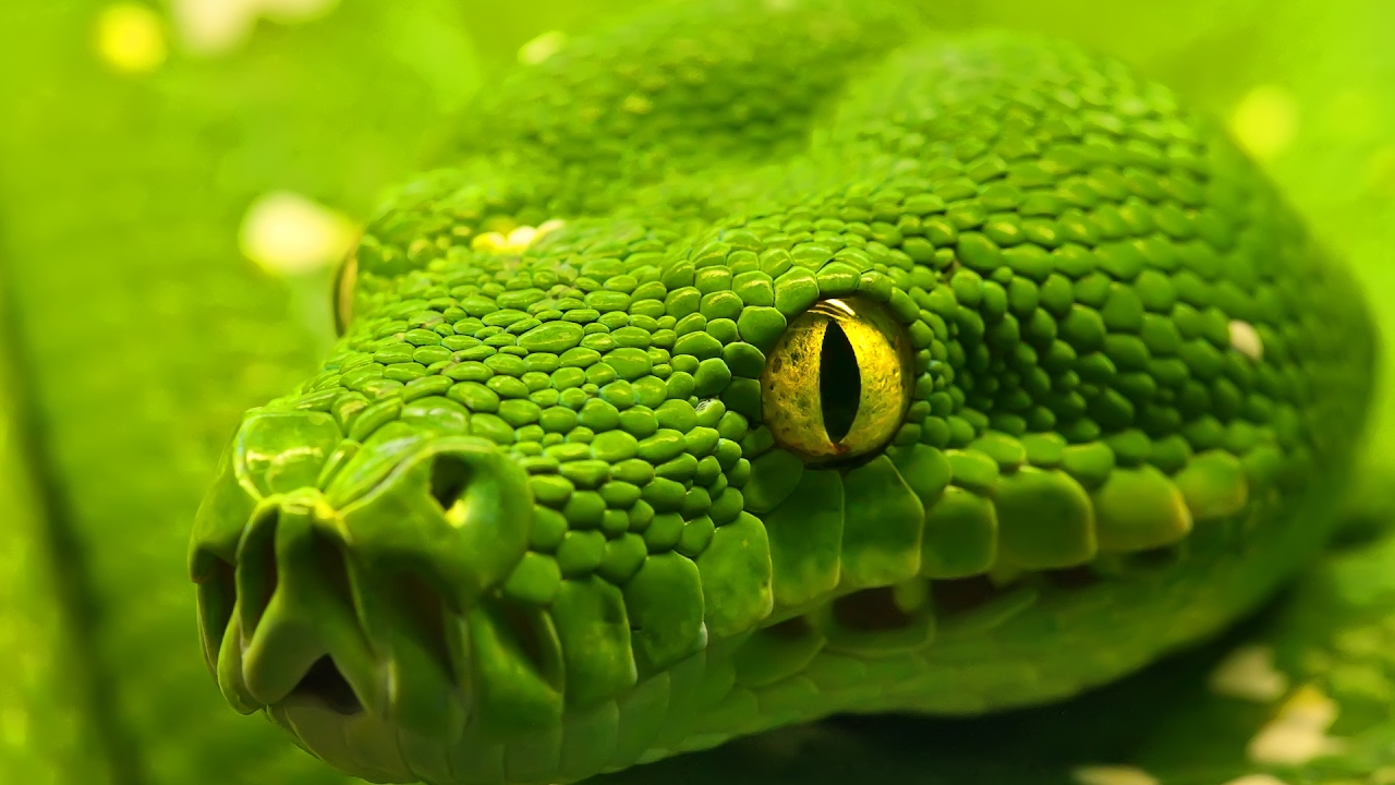 snake oil Daily Reptile News Live Stream