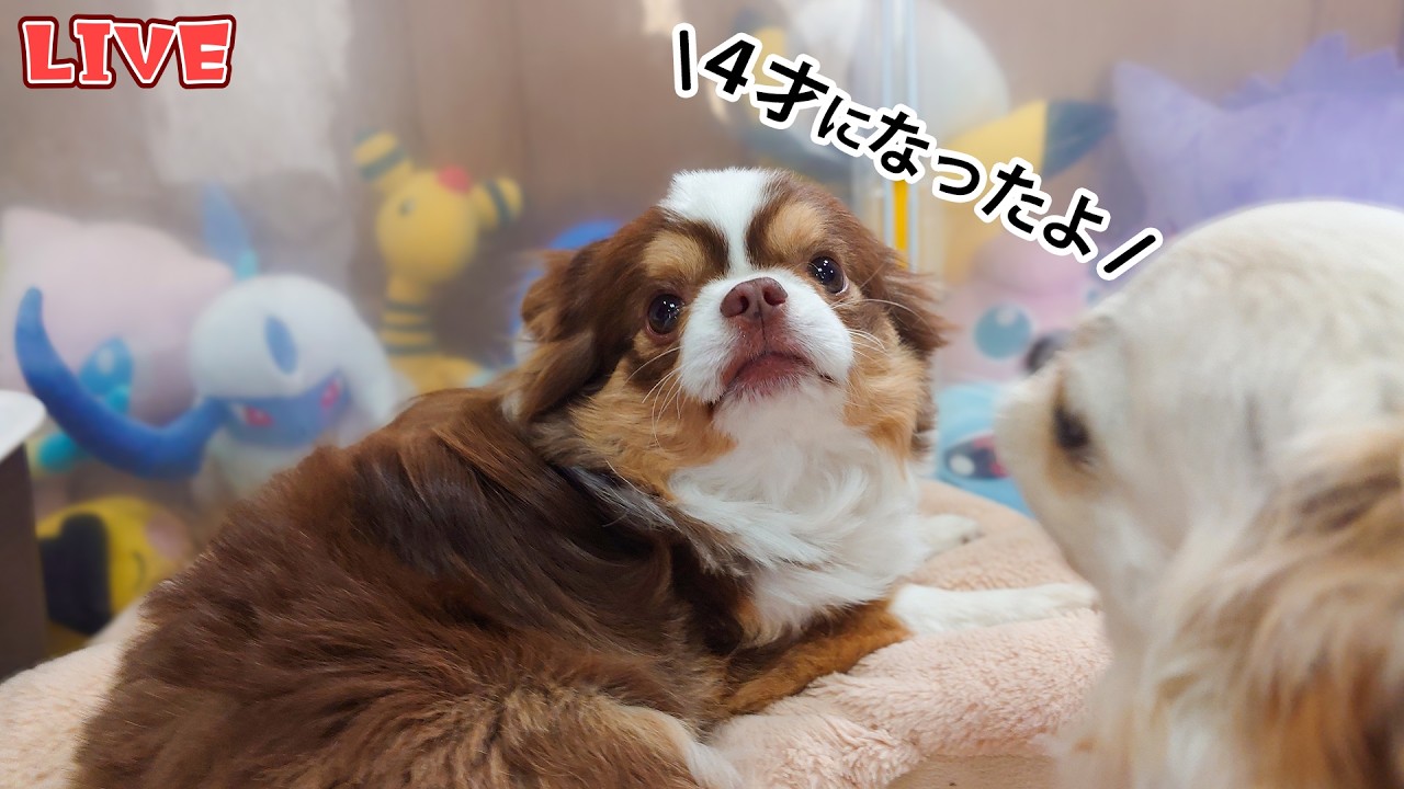 【Live】チワワたちと遊びながら雑談するG.W特別配信①【ブリーダー】