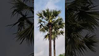 Fresh NEERA Climbing from Toddy Palm Tree! #shorts