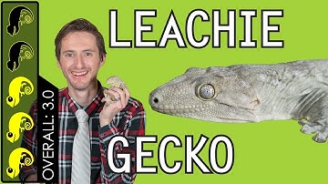 Leachianus Gecko (Leachie), The Best Pet Lizard?