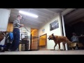 Kenneling 10 year old Aggressive Dog for First Time Kenneling 10 year old Aggressive Dog for First Time
