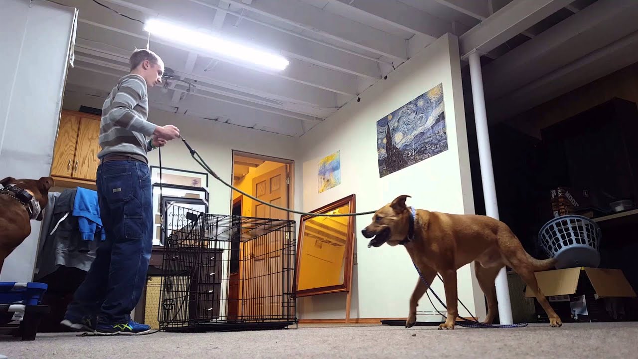 Kenneling 10 year old Aggressive Dog for First Time YouTube