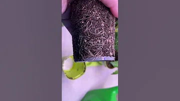 КАКОЙ ГОРШОК НУЖЕН ПЕРЦУ