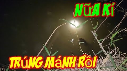 Cắm câu cá lóc mồi nhái 1 đêm trúng đậm || Gợi Nhớ Quê Hương || fishing