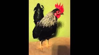 Serama Rooster Crowing