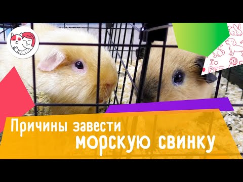6 причин завести морскую свинку