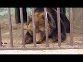 Весна пришла: в зоопарке Перми проснулись бурые медведи