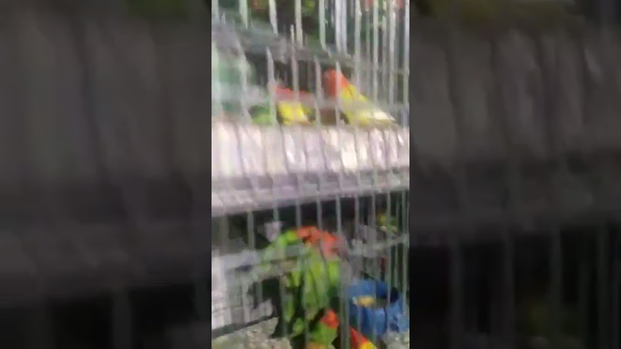 Lovebird Opaline Fischeri 1 