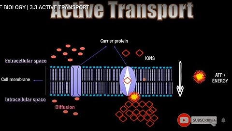 3.3 ACTIVE TRANSPORT || IGCSE BIOLOGY || https://www.l2htuition.com